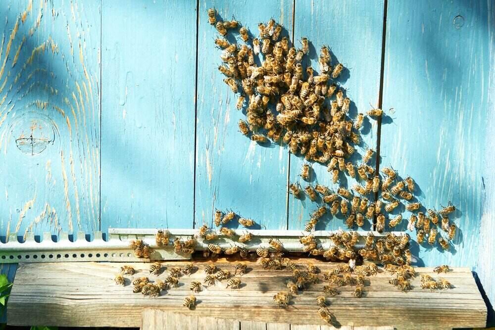 Pracujúce včely medonosné 