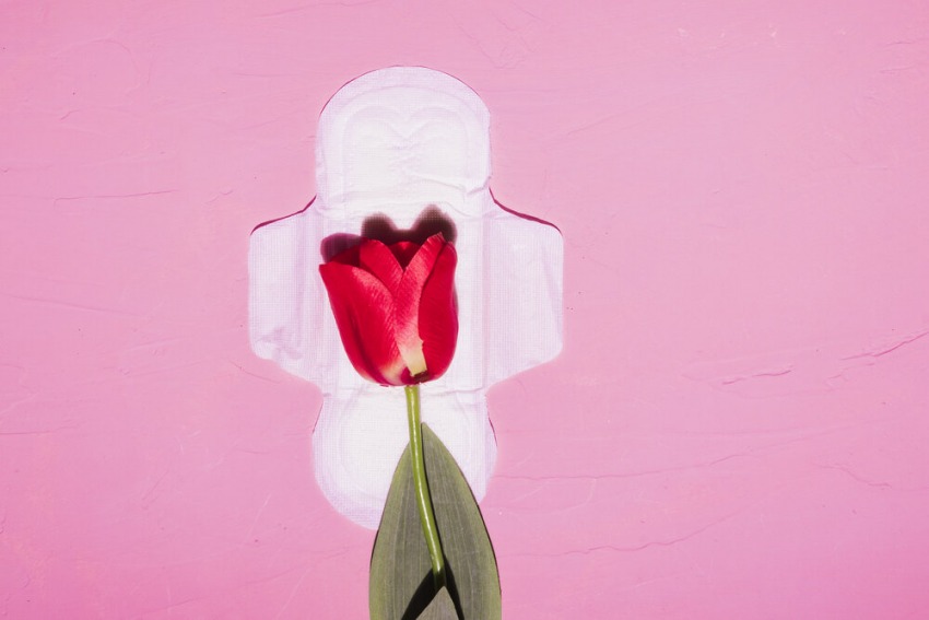 vložka s tulipánom na ružovom pozadí