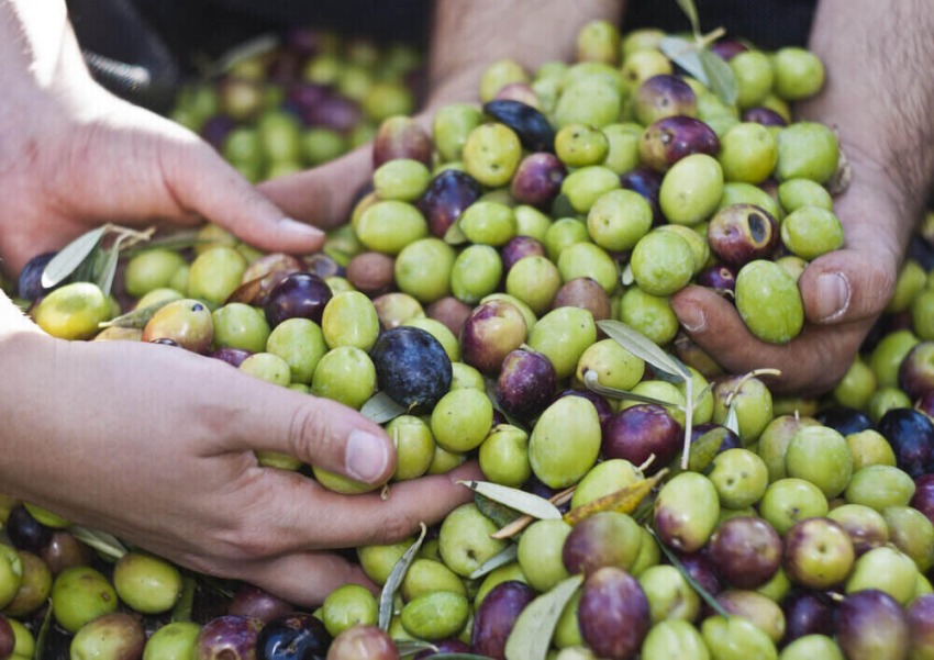 cerstve olivy na trhu
