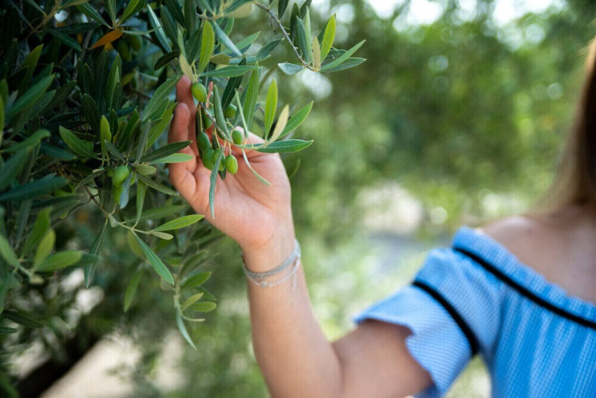 olivy rastuce na strome