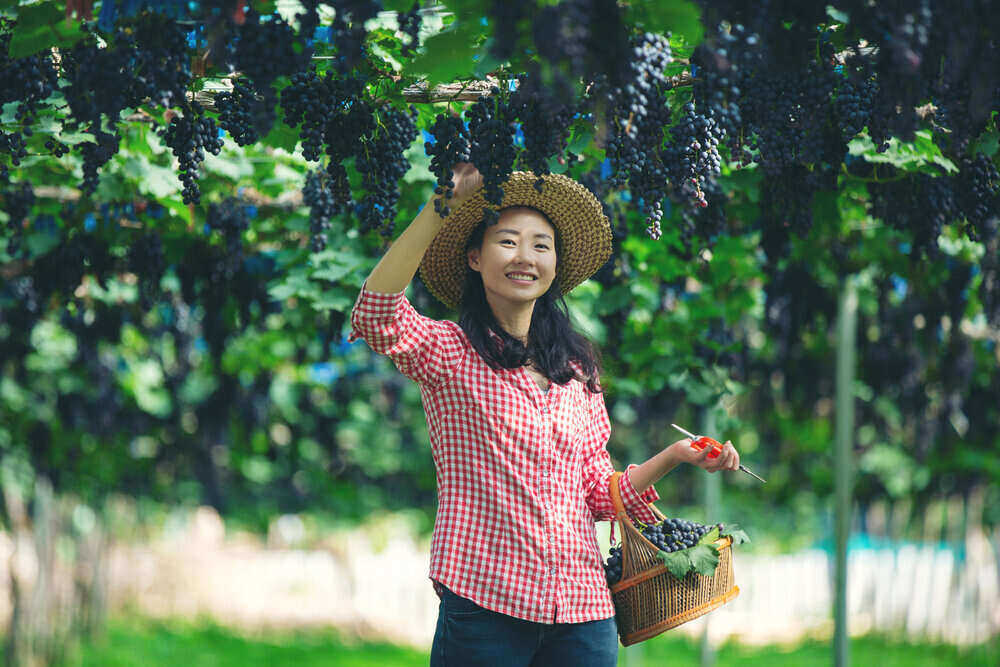 Žena, vinohradníčka, ktorá sa usmieva a teší sa z úrody. 